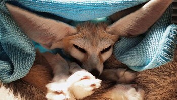 Ketika telinganya menjadi sanggahan pelindung. Foto: Boredpanda