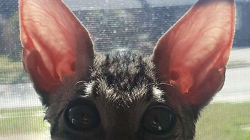 Anak kucing yang punya kuping panjang dan lebar. Foto: Boredpanda