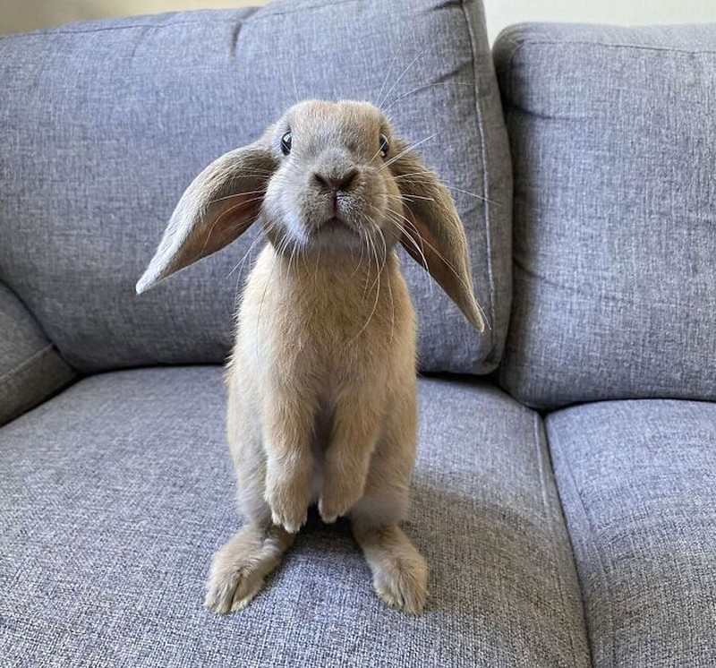 Kumpulan Hewan yang Punya Kuping Super Besar, Seram atau Lucu ya?