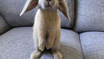 AKu lapar aku lapar Foto: Boredpanda