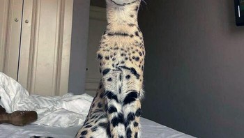Banyak hewan dengan telinga besar memiliki pendengaran yang luar biasa. Serval, sejenis kucing liar Afrika, dapat mendengar mangsa yang lebih kecil seperti hewan pengerat dan katak yang menggeliat di bawah tanah. Foto: Boredpanda