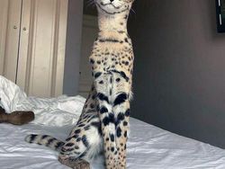 Kumpulan Hewan yang Punya Kuping Besar, Seram atau Lucu ya?