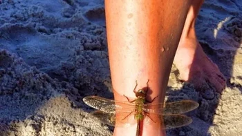 Tato gambar capung yang seolah jadi pantulan dari capung hidup. Foto: Brightside