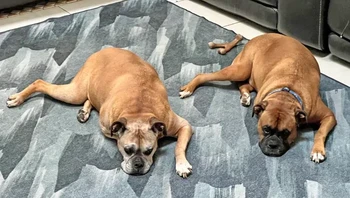 Posisi rebahan mereka kompak. Foto: Brightside