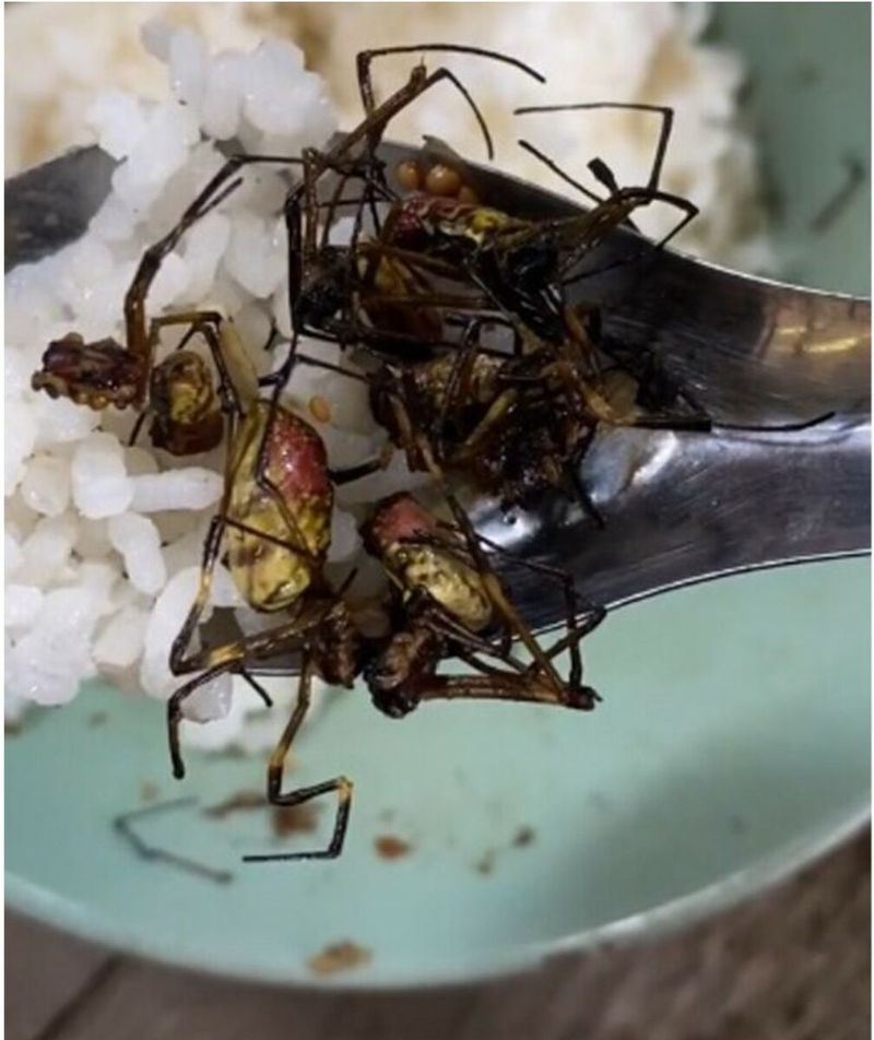 Makan Nasi Lauk Laba-Laba Goreng, TikToker Ini Bilang Rasanya Enak!