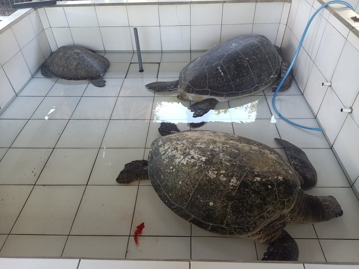 Penyu hijau di Kurma Asih Sea Turtle Conservation Center Desa Perancak, Jembrana, Senin (20/11/2023). Penyu tersebut sempat diselundupkan melalui jalan pedesaan di Jembrana.