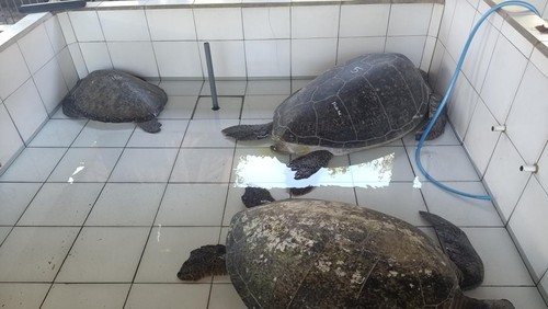 Penyu hijau di Kurma Asih Sea Turtle Conservation Center Desa Perancak, Jembrana, Senin (20/11/2023). Penyu tersebut sempat diselundupkan melalui jalan pedesaan di Jembrana.