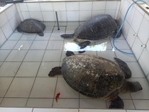 Penyelundupan 19 Penyu di Gilimanuk, Sopir Pikap Ternyata Sudah Berulah 2 Kali