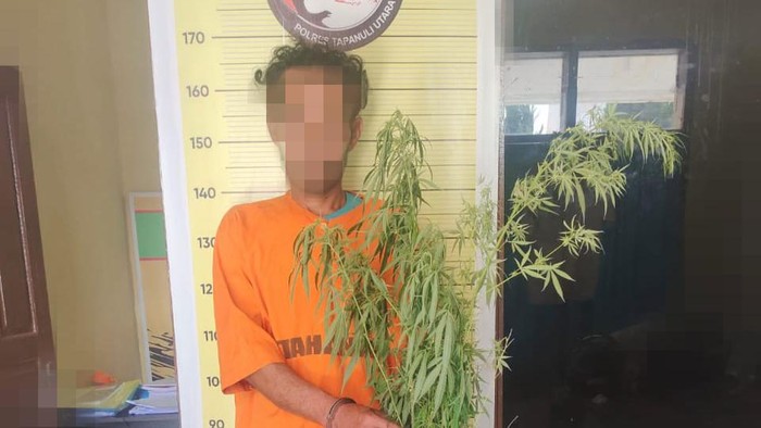 Pria di Taput yang ditangkap karena menanam ganja. (Foto: Dok. Polres Taput).
