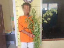 Tanam Ganja untuk Dijual-Dikonsumsi Bareng Teman, Pria di Taput Ditangkap