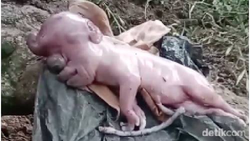 Tangkapan layar video viral anak babi dengan wajah mirip manusia di Manggarai Barat, NTT.