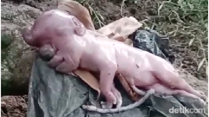 Tangkapan layar video viral anak babi dengan wajah mirip manusia di Manggarai Barat, NTT.