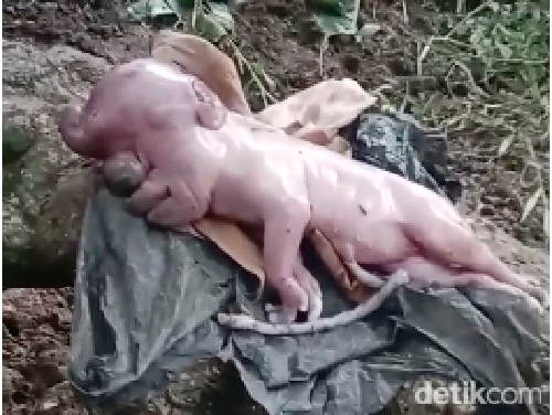 Tangkapan layar video viral anak babi dengan wajah mirip manusia di Manggarai Barat, NTT.