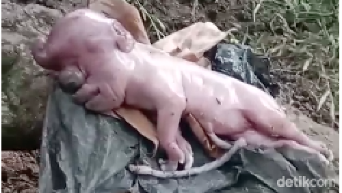 Tangkapan layar video viral anak babi dengan wajah mirip manusia di Manggarai Barat, NTT.
