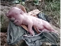 Wajah Anak Babi yang Mirip Manusia, Kulitnya Beda dari Induknya