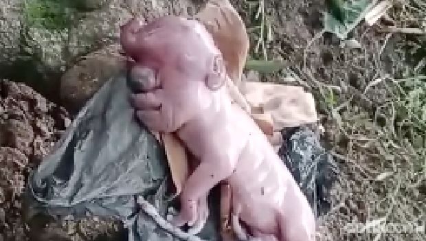 Tangkapan layar video viral anak babi dengan wajah mirip manusia di Manggarai Barat, NTT.