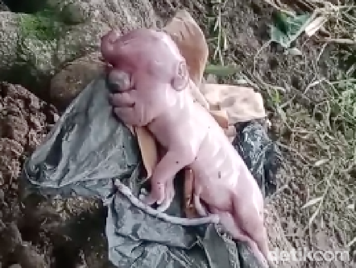Tangkapan layar video viral anak babi dengan wajah mirip manusia di Manggarai Barat, NTT.