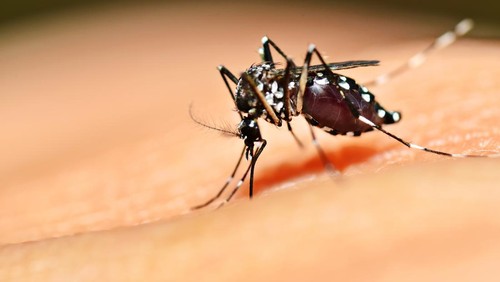 Macro of mosquito (Aedes aegypti) sucking blood close up on the human skin. Mosquito is carrier of Malaria; Encephalitis; Dengue and Zika virus