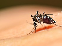 Penelitian Temukan Peningkatan Kasus Malaria di Bandara dan Bagasi