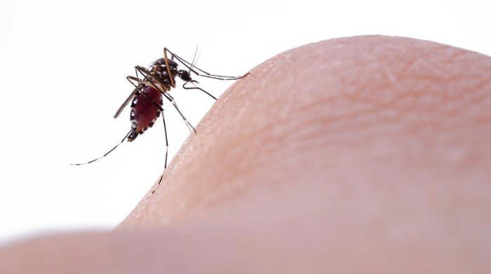 Macro of mosquito (Aedes aegypti) sucking blood close up on the human skin. Mosquito is carrier of Malaria; Encephalitis; Dengue and Zika virus
