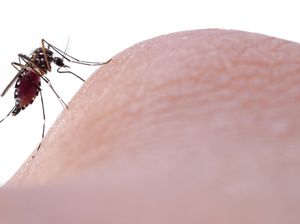 8 Cara Mengusir Nyamuk Secara Alami dan Tanpa Obat