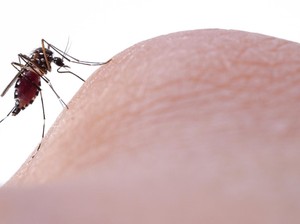 Cerita Warga Yogyakarta, Awalnya Ragu Kini Berdampingan dengan Nyamuk Wolbachia