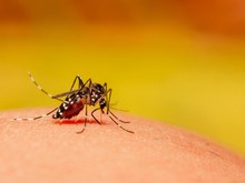 Viral Denda Rp 50 Juta Jika Ada Jentik Nyamuk di Rumah, Ini Faktanya