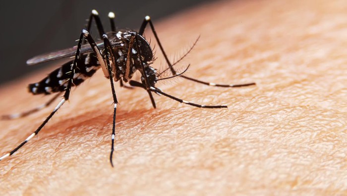 Macro of mosquito (Aedes aegypti) sucking blood close up on the human skin. Mosquito is carrier of Malaria; Encephalitis; Dengue and Zika virus