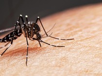 Video: Daftar Negara Dinyatakan Bebas Malaria oleh WHO