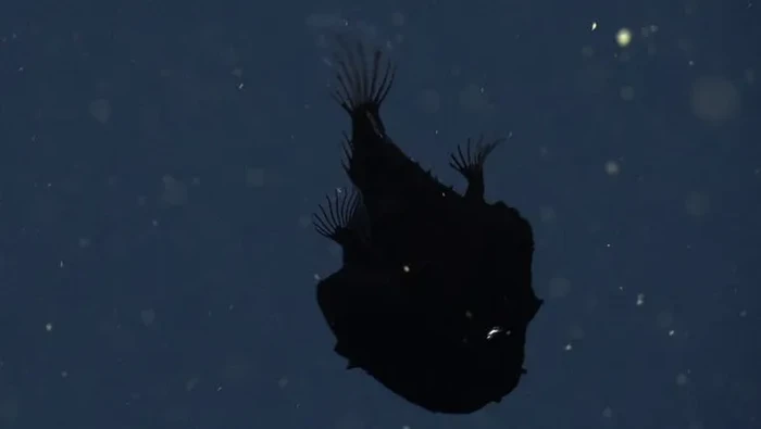 Ikan Anglerfish Dreamer Hitam Pekat