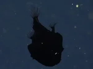 Black Seadevil hingga Ikan Kiamat, Penghuni Laut Dalam Bermunculan
