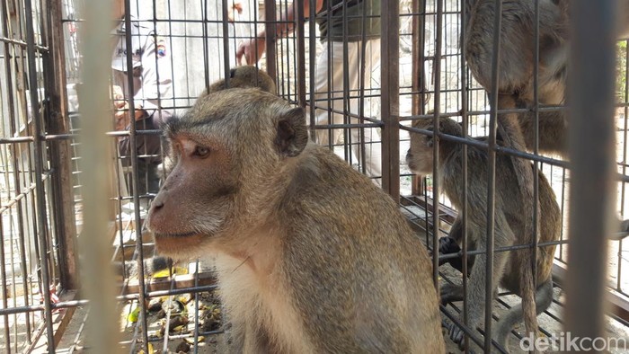 Monyet ekor panjang yang berhasil ditangkap warga Desa Sangup, Kecamatan Tamansari, Kabupaten Boyolali, beberapa waktu lalu. Foto diunggah Selasa (21/11/2023).