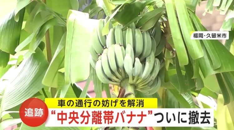 Niat Banget! Pria Ini Rawat Pohon Pisang di Tengah Jalan Selama 2 Tahun