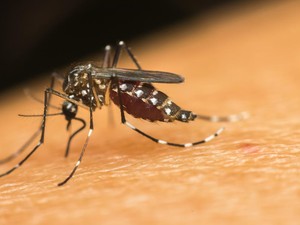 CDC Keluarkan Health Alert, Wisatawan ke Bali Diminta Waspadai Virus Zika