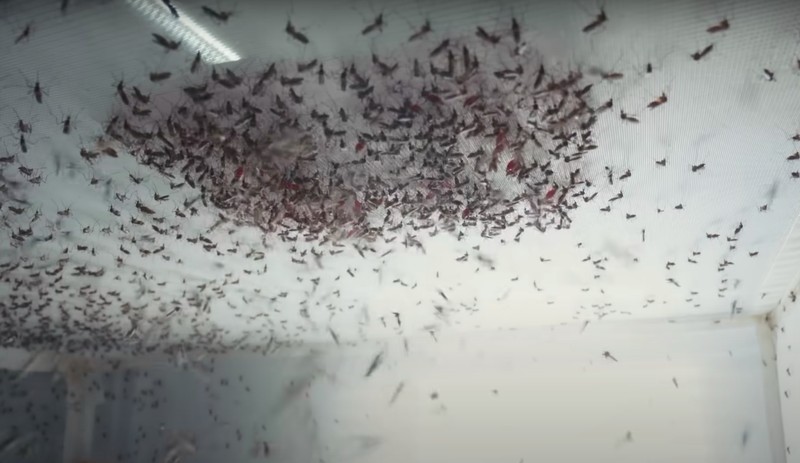 Pabrik nyamuk super wolbachia