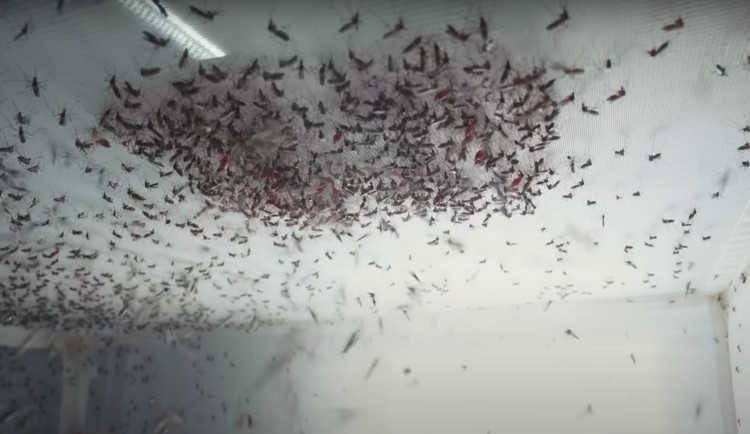 Pabrik nyamuk super wolbachia Pabrik nyamuk super wolbachia