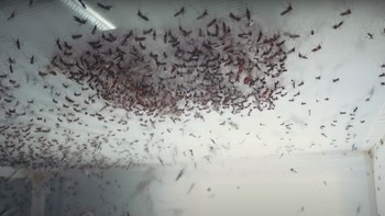 Ini adalah kandang berisi indukan nyamuk. Kebutuhan setiap tahapan mereka tumbuh dipenuhi, mulai dari telur, larva, kepompong, hingga dewasa. Suhunya dijaga dengan tepat, nyamuk juga diberi makan termasuk darah dalam porsi besar. Foto: Screenshot YouTube Bill Gates
