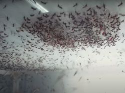 Melihat Pabrik yang Hasilkan Jutaan Nyamuk Super Wolbachia