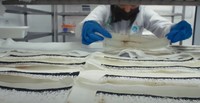 Pabrik nyamuk super wolbachia