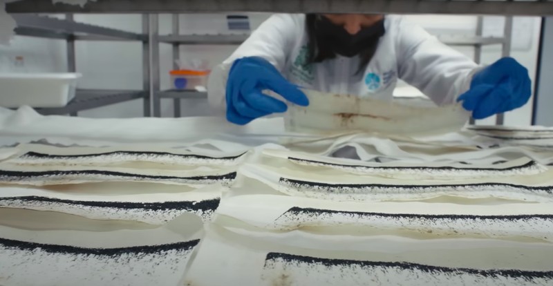 Pabrik nyamuk super wolbachia