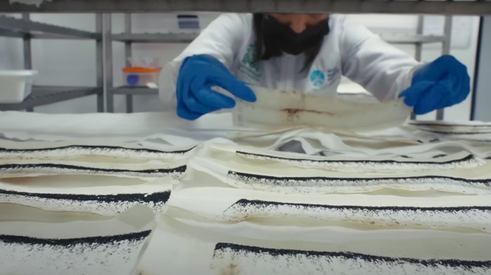 Pabrik nyamuk super wolbachia