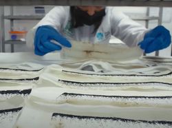Melihat Pabrik yang Hasilkan Jutaan Nyamuk Super Wolbachia