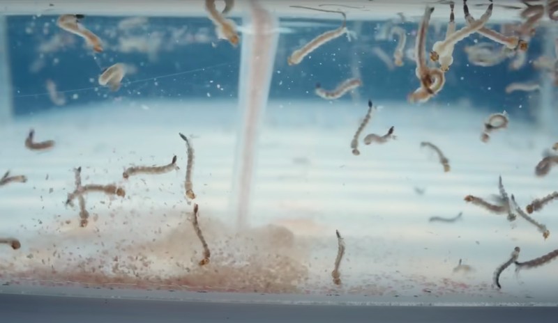 Pabrik nyamuk super wolbachia