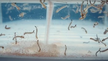 Berikutnya, telur-telur nyamuk akan menetas. Larvanya sangat kecil sehingga hanya bisa dilihat menggunakan mikroskop. Foto: Screenshot YouTube Bill Gates