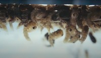 Pabrik nyamuk super wolbachia