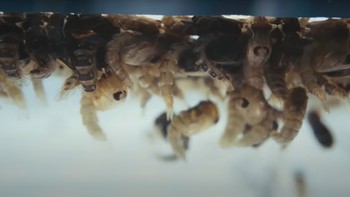 Larva nyamuk kemudian akan berkembang selama beberapa hari lalu menjadi lebih besar sampai mereka terlihat seperti di gambar ini dan mulai berubah menjadi pupa. Foto: Screenshot YouTube Bill Gates