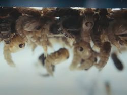 Melihat Pabrik yang Hasilkan Jutaan Nyamuk Super Wolbachia