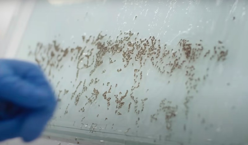 Pabrik nyamuk super wolbachia