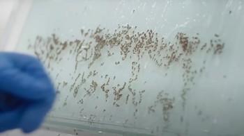 Langkah berikutnya adalah menyortir jantan dari betina agar dapat memanipulasi rasio jenis kelamin di kandang, agar lebih banyak betina daripada jantan. Foto: Screenshot YouTube Bill Gates