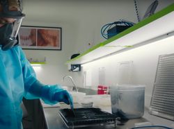 Melihat Pabrik yang Hasilkan Jutaan Nyamuk Super Wolbachia